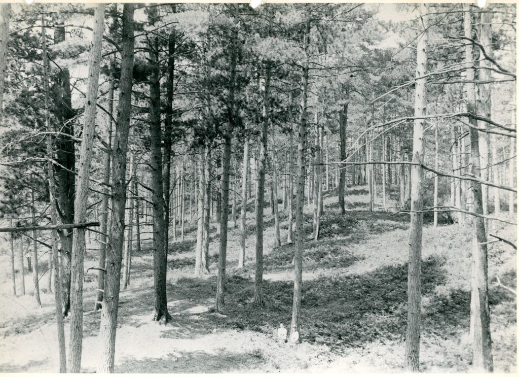 *photo of the Pioneer Park area as it appeared pre-1900